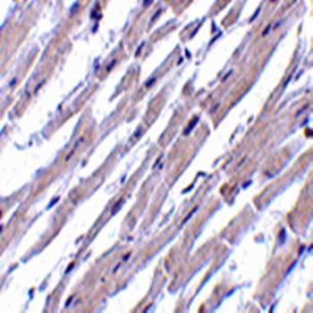 Bcl-rambo Antibody