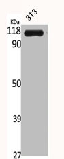 BCLAF1 Antibody