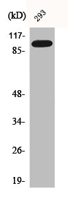 BCLAF1 Antibody