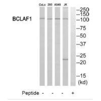 BCLAF1 Antibody