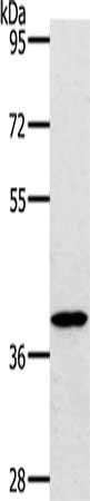 BDKRB2 Antibody