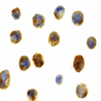 Beclin Antibody