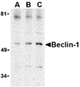 Beclin Antibody