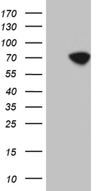BEGAIN Antibody