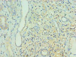 BIN1 Antibody