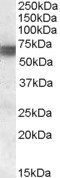 BIN1 Antibody