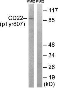 BL-CAM (Phospho-Tyr807) Antibody