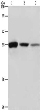 BLNK Antibody