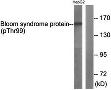 Bloom Syndrome (Phospho-Thr99) Antibody