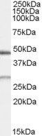 BNIP1 Antibody