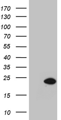 BNP Antibody