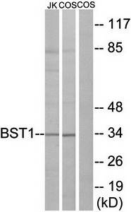 BST1 Antibody