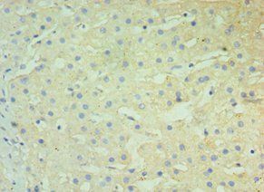 BST2 Antibody