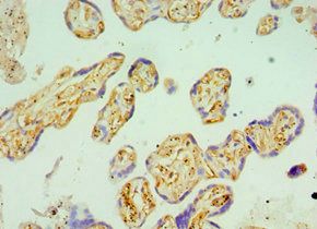 BST2 Antibody