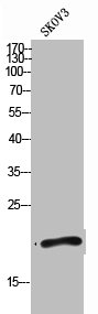 BST2 Antibody