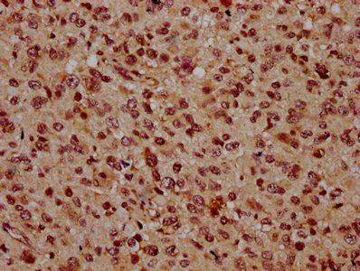 BSX Antibody