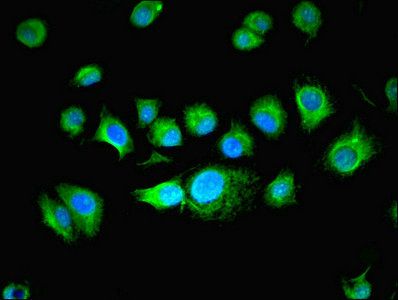 BUD31 Antibody