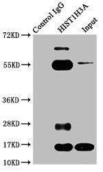Butyrly-HIST1H3A (K23) Antibody