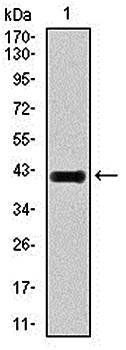 E2F1