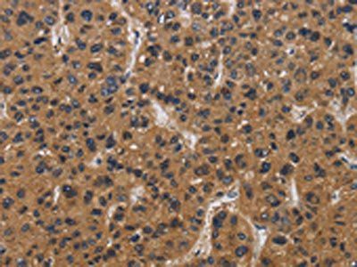 E2F4 Antibody