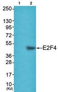 E2F4 Antibody