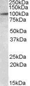 E2F7 Antibody