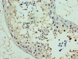 RAD18 Antibody