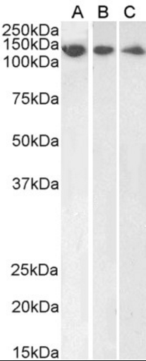 DDB1 Antibody