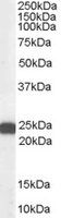BAG2 Antibody