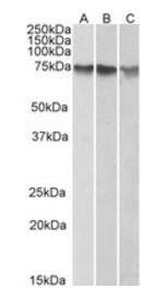 ATF2 Antibody