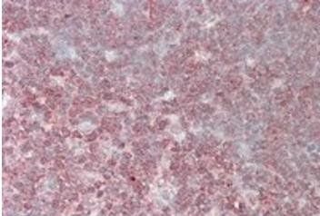 CRKL Antibody