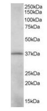 CRKL Antibody