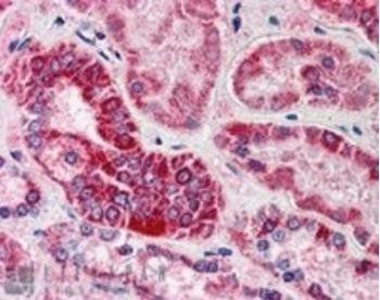 GULP1/CED6 Antibody