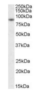 Goat anti-BAG3 / BIS/ CAIR1 Antibody