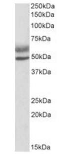 Goat anti-AIRE Antibody
