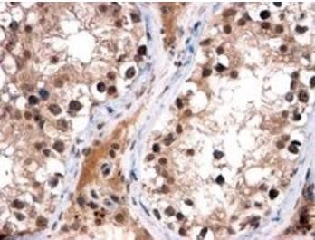 Goat anti-FOXI1 / FKHL10 Antibody