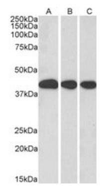 MRG15/MORF4L1 Antibody