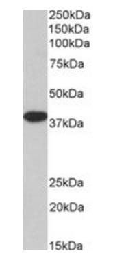 MRG15/MORF4L1, Biotinylated Antibody