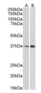 MRG15/MORF4L1 Antibody