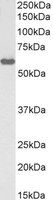 KPNA3/IPOA4, Biotinylated Antibody