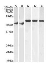 KPNA4/IPOA3 Antibody