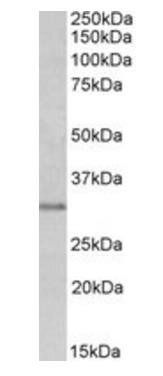 MSX1 Antibody