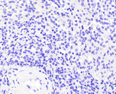 Goat anti-VAV3 Antibody