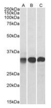 Swiprosin 1/EFHD2 Antibody