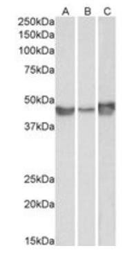 PAI1/SERPINE1 Antibody