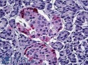 Pancreatic Polypeptide/PPY Antibody