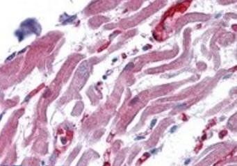 RAE1 Antibody