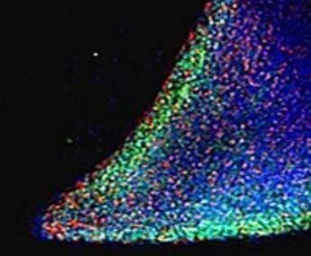 NANOG Antibody