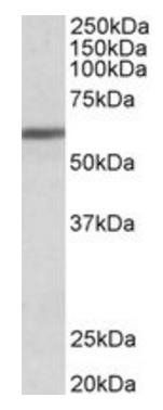 ZNF703 Antibody
