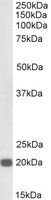 CBX3/HP1 Gamma, Biotinylated Antibody